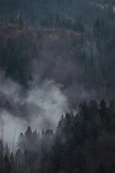 Magie Forêt Des Carpates — Photo