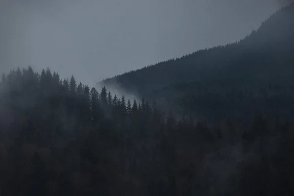 Karpat Ormanı Nın Büyüsü — Stok fotoğraf