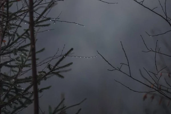 Magia Floresta Dos Cárpatos — Fotografia de Stock