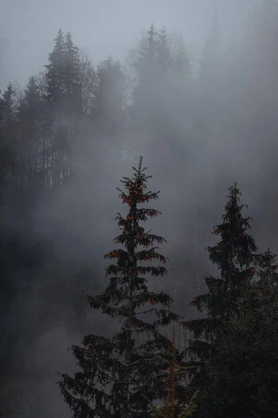 Μαγεία Του Δάσους Των Καρπαθίων — Φωτογραφία Αρχείου