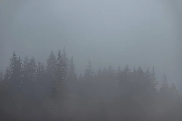 喀尔巴阡山森林的魔力 — 图库照片