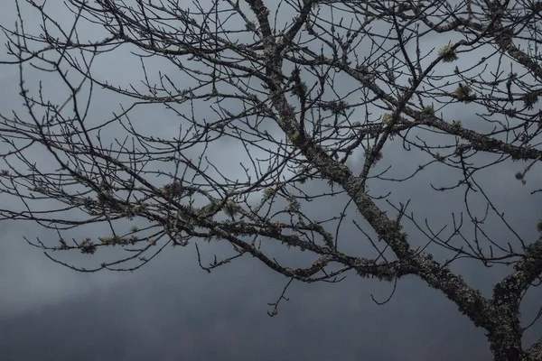 カルパチアの森の魔法 — ストック写真