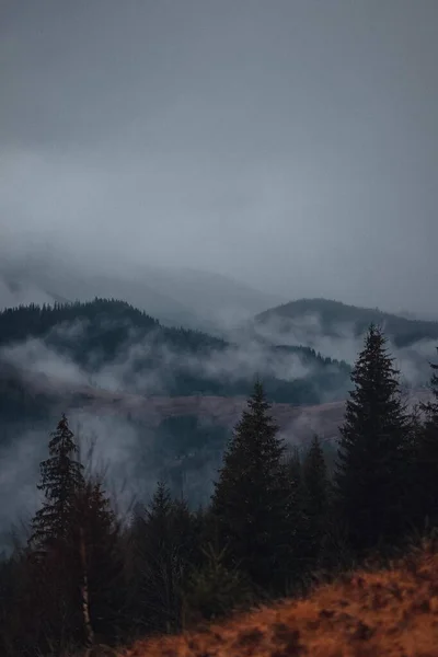 Magie Karpatského Lesa — Stock fotografie