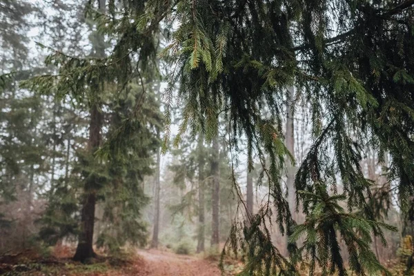 Magia Floresta Dos Cárpatos — Fotografia de Stock