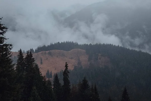 Magie Forêt Des Carpates — Photo