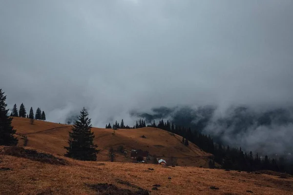Karpat Ormanı 'nın büyüsü