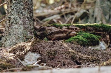 Çok eski ve büyüleyici Karpat Ormanı