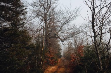 Karpat Dağları 'ndaki gizemli orman