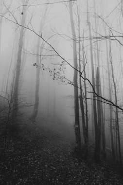 Karpat Dağları 'ndaki gizemli orman