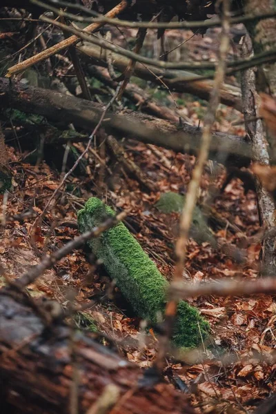 Karpat Dağları 'ndaki gizemli orman