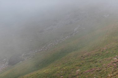 Karpat Dağları, yaz, bulutlar, çiçekler, orman