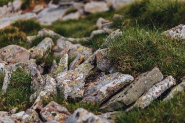 Karpat Dağları, yaz, bulutlar, çiçekler, orman