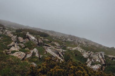 Karpat Dağları, yaz, bulutlar, çiçekler, orman