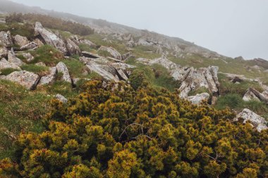 Karpat Dağları, yaz, bulutlar, çiçekler, orman