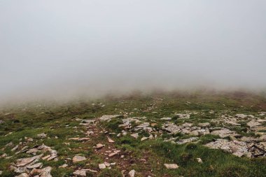 Karpat Dağları, yaz, bulutlar, çiçekler, orman