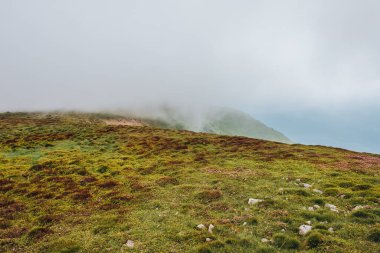 Karpat Dağları, yaz, bulutlar, çiçekler, orman