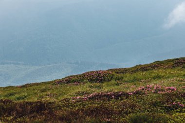 Karpat Dağları, yaz, bulutlar, çiçekler, orman