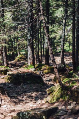 Karpat Dağları, yaz, bulutlar, çiçekler, orman