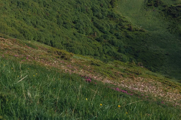 Karpat Dağları, yaz, bulutlar, çiçekler, orman