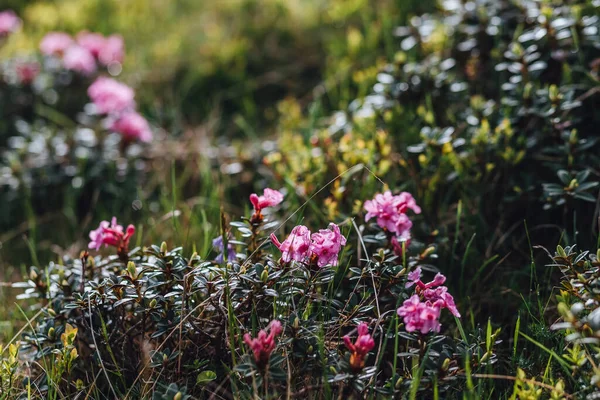 Carpathian mountains, summer, clouds, flowers, forest