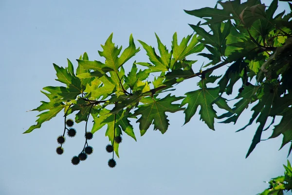 Feuilles de platane — Photo