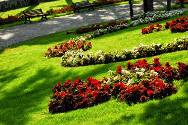 Yeşil çimenlikteki çiçekler