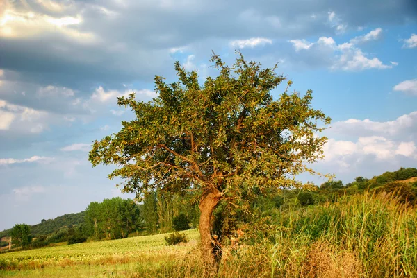 Lone tree Royalty Free Stock Images