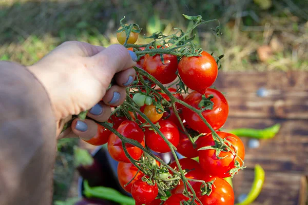 Samica Prowadzi Lesie Zbiory Dojrzałych Pomidorów — Zdjęcie stockowe