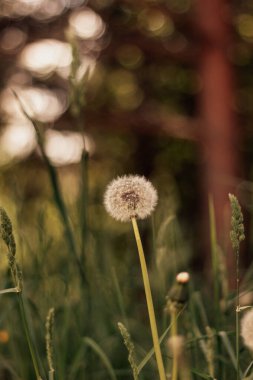 Ormanda beyaz karahindiba ve güzel bir bokeh.
