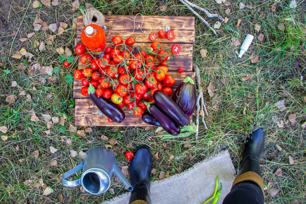 Zbiory Pomidorów Bakłażanów Koszyku Lesie Jest Sok Pomidorowy Butelce Metalowa — Zdjęcie stockowe
