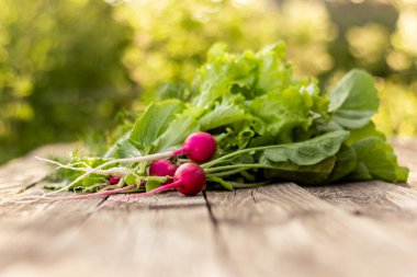 Eski ahşap bir masada taze turp, yeşil arka planda yapraklarla detaylı bir plan.