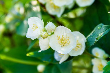 Bahçede yağmur damlalarıyla birlikte güzel, taze yasemin çiçekleri. Yaz güneşli bir gün. Yasemin çiçekleri, bulanık doğal arkaplanı kapatır.
