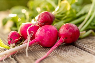 Eski ahşap bir masada taze turp, yeşil arka planda yapraklarla detaylı bir plan.
