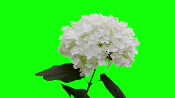 White Hydrangea Flowers Video Green Screen Chroma Key Close — Vídeo de Stock