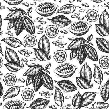 Kakao çekirdeği çizimi. İşlenmiş stil çizimi. Çikolatalı kakao çekirdeği. Vektör kusursuz illüstrasyon