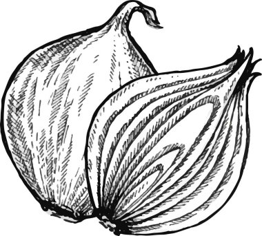 Soğan el çizimi vektör seti. Tam, halka ve yarım dilim. İzole edilmiş sebze oymalı nesne. Ayrıntılı vejetaryen yemek çizimi. Çiftlik pazarı ürünü. Menü, etiket, simge için harika