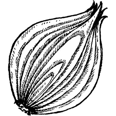 El çizimi çizimi sebzeler. Domates, soğan, salatalık ve biberli sarımsak. Klasik taze tarım pazarı besin örnekleri.