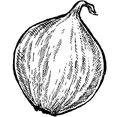 El çizimi çizimi sebzeler. Domates, soğan, salatalık ve biberli sarımsak. Klasik taze tarım pazarı besin örnekleri.