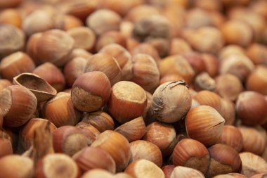 Orman cevizi geçmişi. Beyaz arka planda tam ve yarım fındık. İzole edilmiş