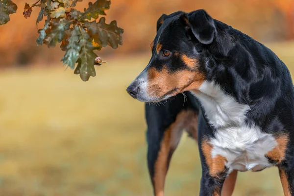 Dog watching a snail, Appenzeller Sennenhund — Stock Image Dog Watching Snail Appenzeller Sennenhund Stock Picture