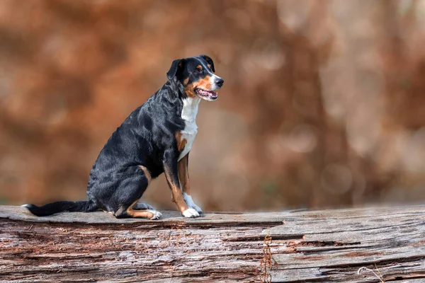 Niesamowity Appenzeller Sennenhund Pies Jesienią — Zdjęcie stockowe