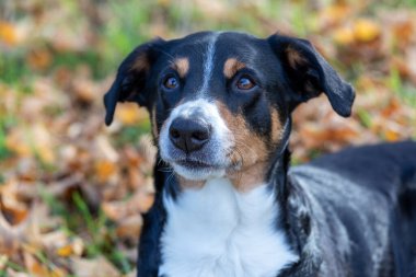 Sonbahar yapraklı köpek çiftleşmesi yukarı bakıyor, Appenzeller sennenhund 