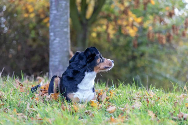 Dog Looking Away Seitenansicht Appenzeller Hund Der Wegsieht — Stockfoto