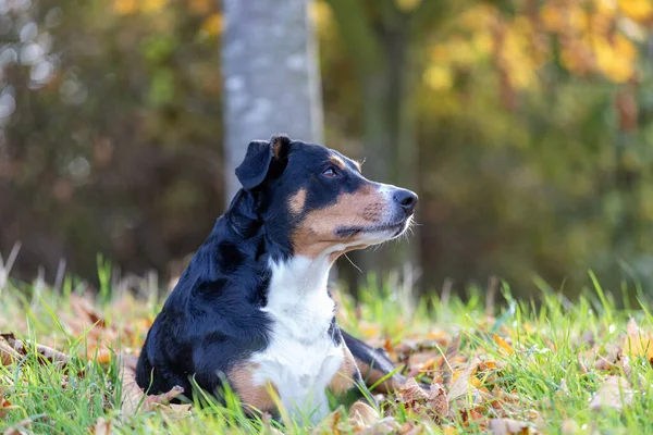 秋の葉を見上げた品種の犬 付録Sennendund — ストック写真