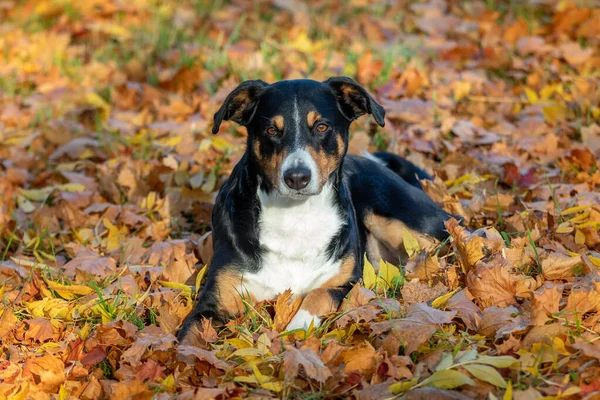 Χαριτωμένο Σκυλί Στο Δάσος Φθινόπωρο Φύλλα Appenzeller Sennenhund — Φωτογραφία Αρχείου