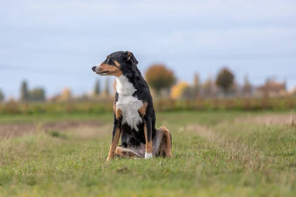 Porträtt Appenzeller Sennenhund Hund Sitter Gräset — Stockfoto