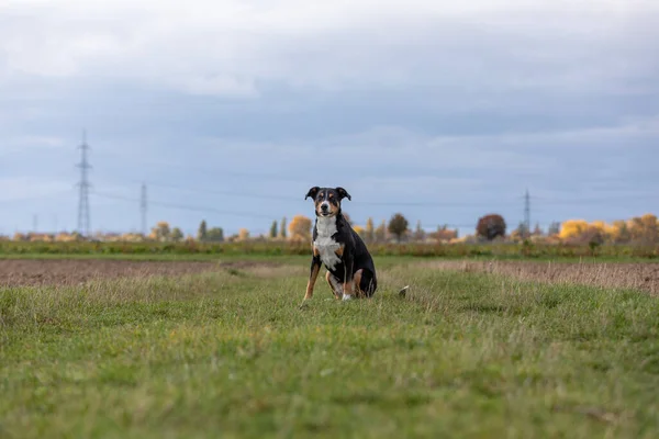 Porträt Eines Appenzeller Sennenhund Hundes Gras — Stockfoto