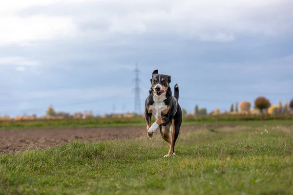 Appenzeller Σκυλί Τρέχει Πολύ Γρήγορα Μέσα Από Την Ύπαιθρο — Φωτογραφία Αρχείου