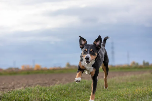 Appenzeller Perro Corriendo Muy Rápido Por Campo —  Fotos de Stock