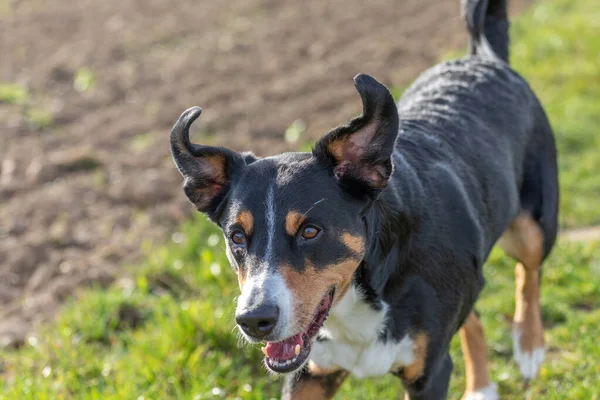 快乐的狗带着蓬松的耳朵跑过绿草的花园 — 图库照片